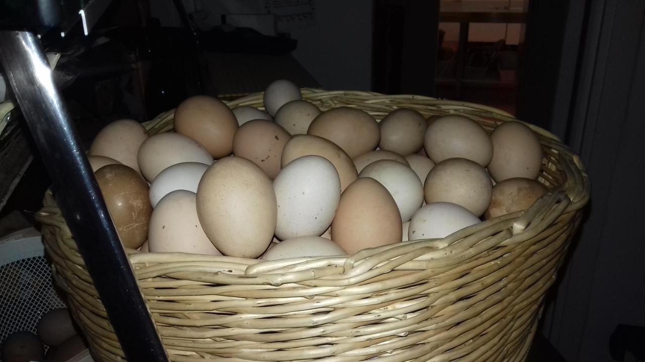 Agriturismo Le Oche Selvatiche Lauzacco Luaran gambar